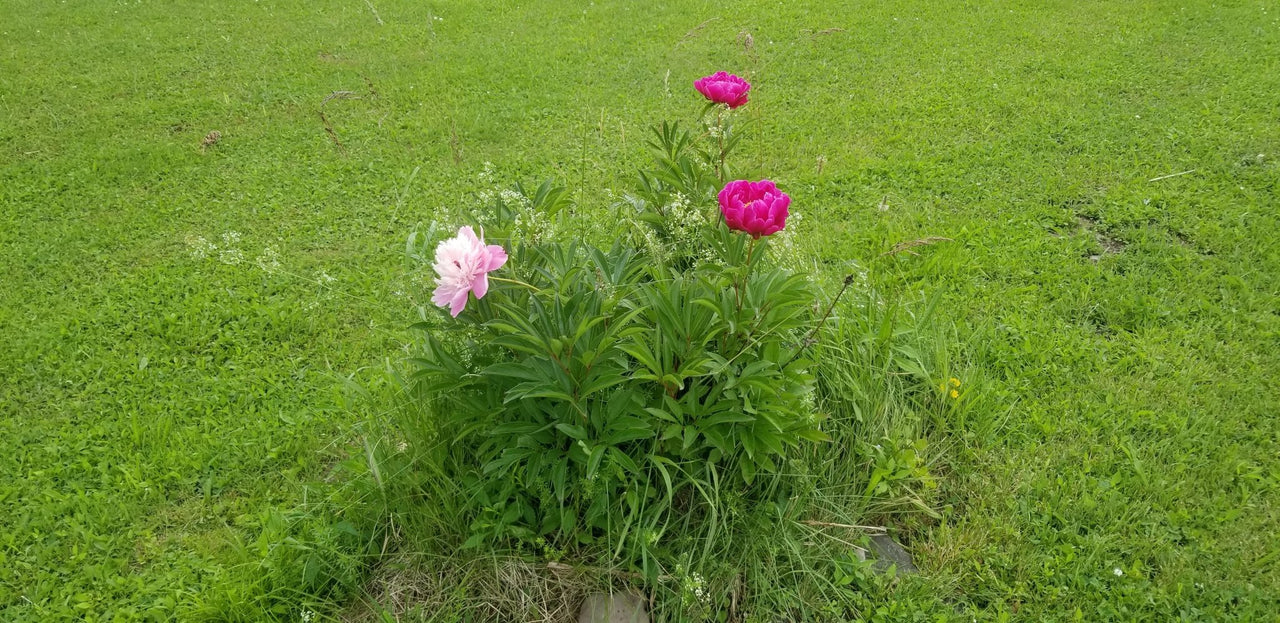 Wild Home Garden Tour At Kanikis